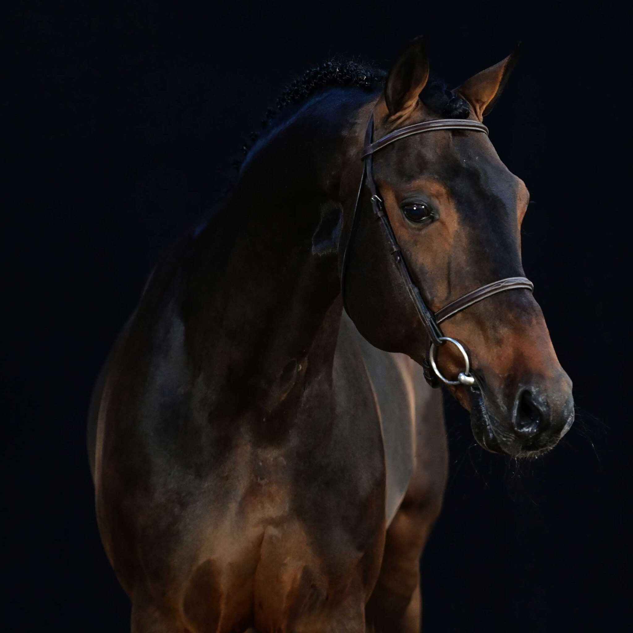 Chacco's Son I Stallion